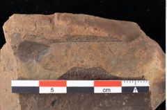 Foto (Detailansicht) von Xylomites daphnes Ettingshausen (NHMW-GEO-2024-0188-0061)
